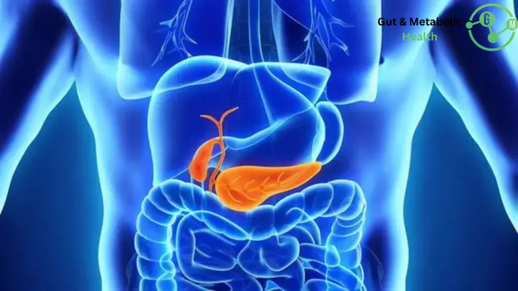 ما هي وظيفة البنكرياس في الجسم ما هي وظيفة البنكرياس في الجسم