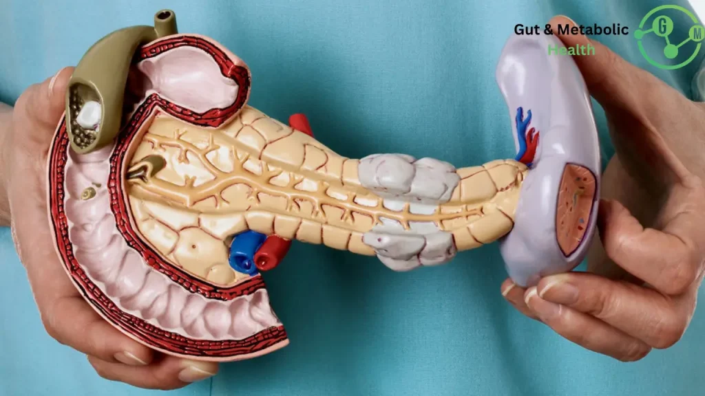 ما هي وظيفة البنكرياس في الجسم ما هي وظيفة البنكرياس في الجسم؟